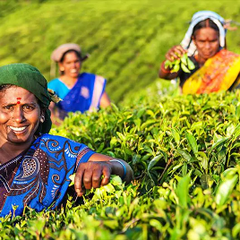 Assam Fresh Tea