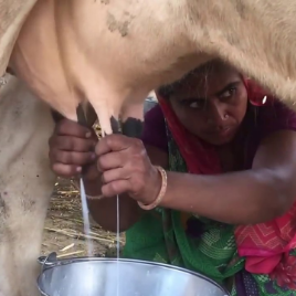 Milk Man